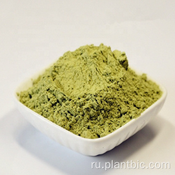 Peppermint Powder Водорастворимый Peppermint Extract Peppermint Экстракт Порошок